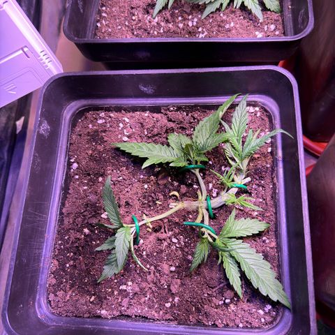 Tropicanna Poison®1 Fast Version growlog timeline photo