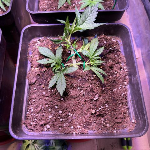 Tropicanna Poison®1 Fast Version growlog timeline photo