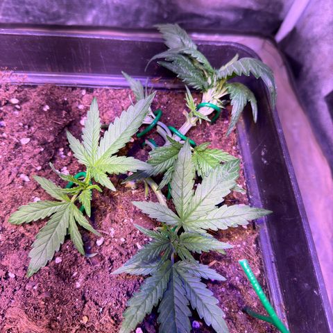Tropicanna Poison®1 Fast Version growlog timeline photo