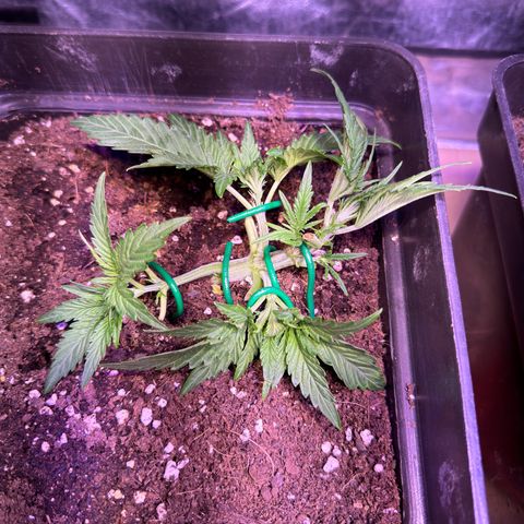Tropicanna Poison®1 Fast Version growlog timeline photo