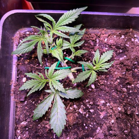Tropicanna Poison®1 Fast Version growlog timeline photo