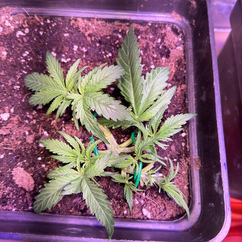 Tropicanna Poison®1 Fast Version growlog timeline photo