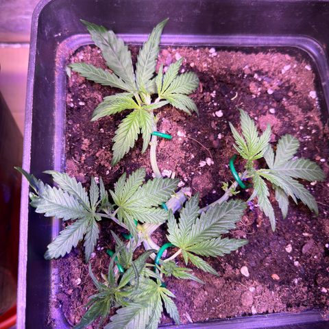 Tropicanna Poison®1 Fast Version growlog timeline photo