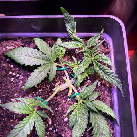 Tropicanna Poison®1 Fast Version growlog timeline photo