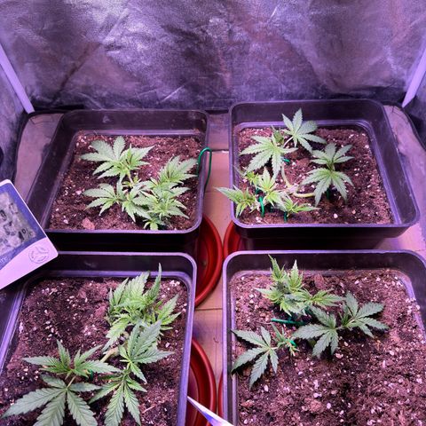 Tropicanna Poison®1 Fast Version growlog timeline photo