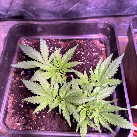 Tropicanna Poison®1 Fast Version growlog timeline photo