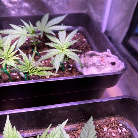 Tropicanna Poison®1 Fast Version growlog timeline photo