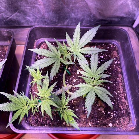 Tropicanna Poison®1 Fast Version growlog timeline photo