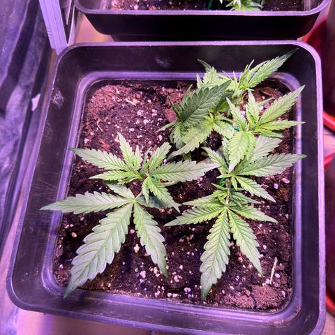 Tropicanna Poison®1 Fast Version growlog timeline photo