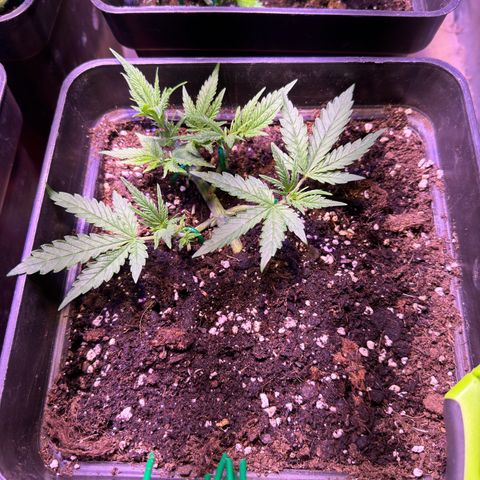 Tropicanna Poison®1 Fast Version growlog timeline photo