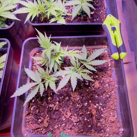 Tropicanna Poison®1 Fast Version growlog timeline photo