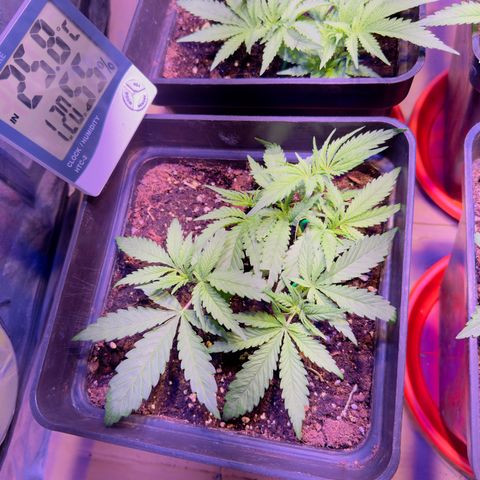 Tropicanna Poison®1 Fast Version growlog timeline photo