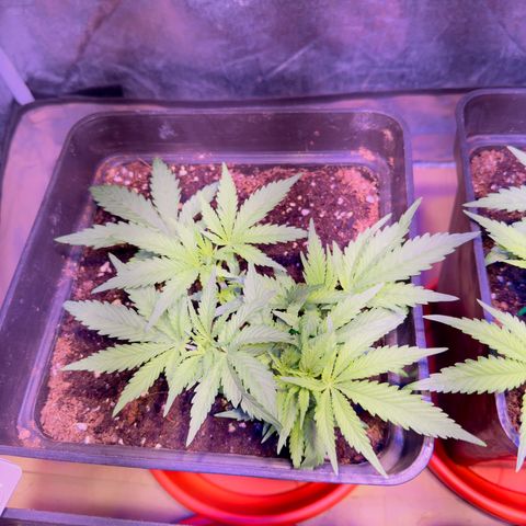 Tropicanna Poison®1 Fast Version growlog timeline photo