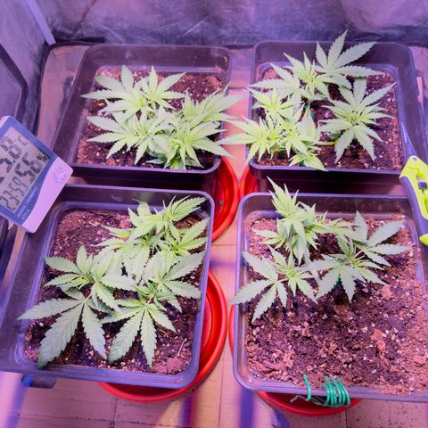 Tropicanna Poison®1 Fast Version growlog timeline photo