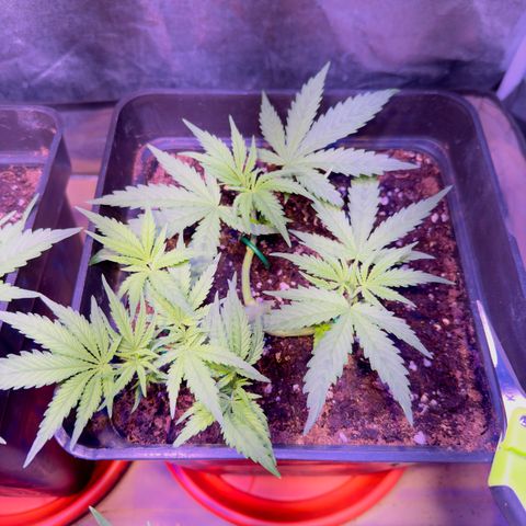 Tropicanna Poison®1 Fast Version growlog timeline photo