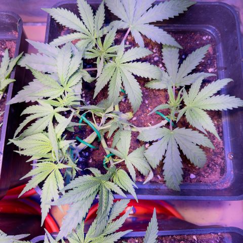 Tropicanna Poison®1 Fast Version growlog timeline photo