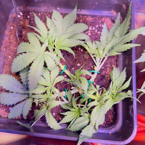 Tropicanna Poison®1 Fast Version growlog timeline photo