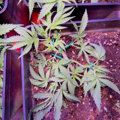 Tropicanna Poison®1 Fast Version growlog timeline photo