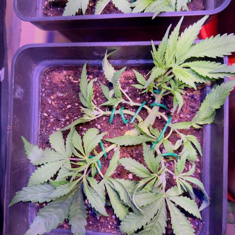 Tropicanna Poison®1 Fast Version growlog timeline photo