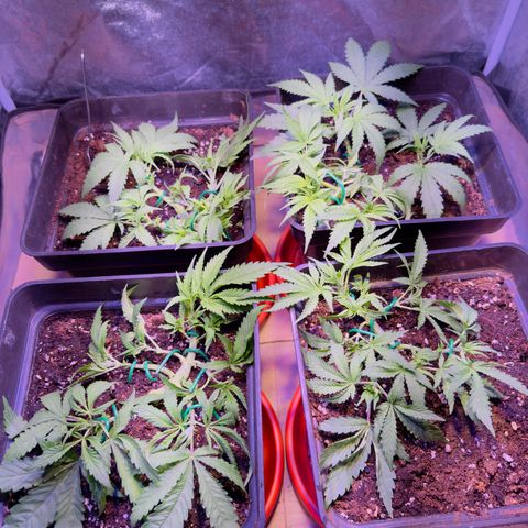 Tropicanna Poison®1 Fast Version growlog timeline photo