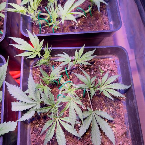 Tropicanna Poison®1 Fast Version growlog timeline photo