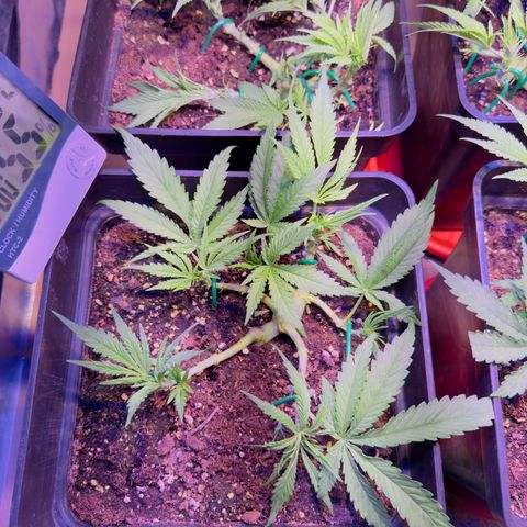 Tropicanna Poison®1 Fast Version growlog timeline photo