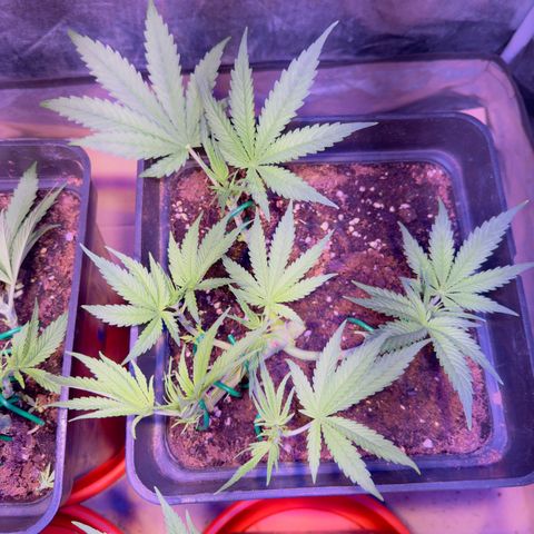Tropicanna Poison®1 Fast Version growlog timeline photo