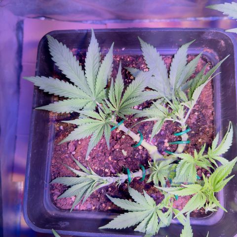 Tropicanna Poison®1 Fast Version growlog timeline photo