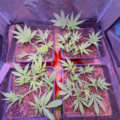 Tropicanna Poison®1 Fast Version growlog timeline photo