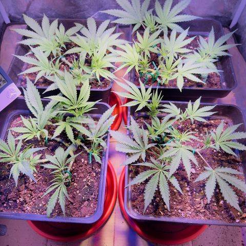 Tropicanna Poison®1 Fast Version growlog timeline photo