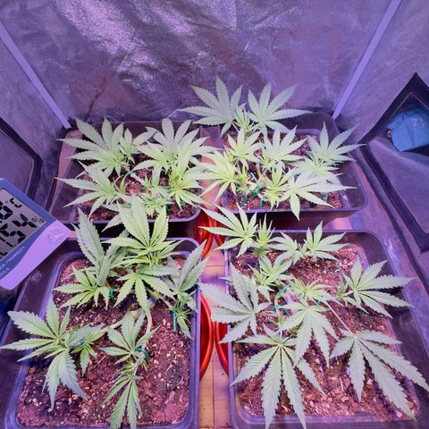 Tropicanna Poison®1 Fast Version growlog timeline photo