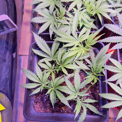 Tropicanna Poison®1 Fast Version growlog timeline photo