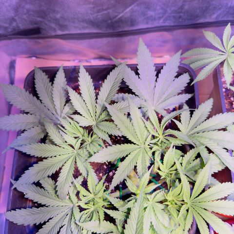 Tropicanna Poison®1 Fast Version growlog timeline photo