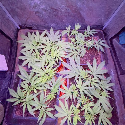 Tropicanna Poison®1 Fast Version growlog timeline photo