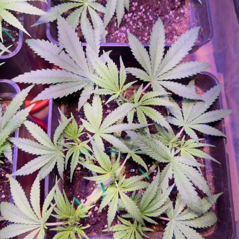 Tropicanna Poison®1 Fast Version growlog timeline photo