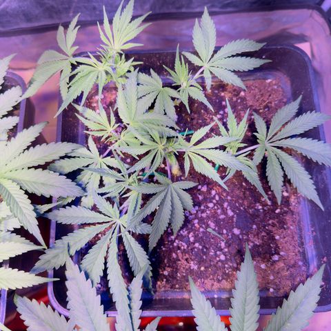 Tropicanna Poison®1 Fast Version growlog timeline photo