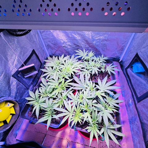 Tropicanna Poison®1 Fast Version growlog timeline photo