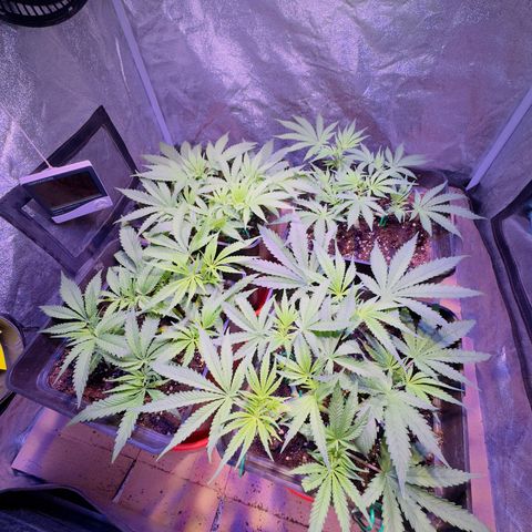 Tropicanna Poison®1 Fast Version growlog timeline photo