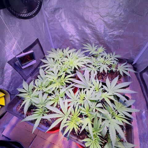 Tropicanna Poison®1 Fast Version growlog timeline photo