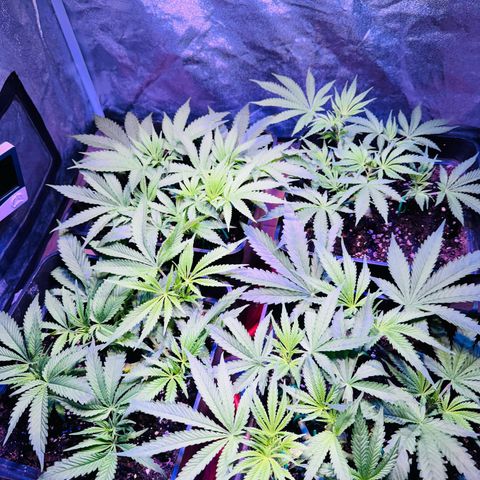 Tropicanna Poison®1 Fast Version growlog timeline photo