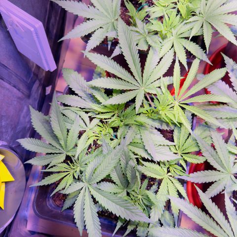 Tropicanna Poison®1 Fast Version growlog timeline photo