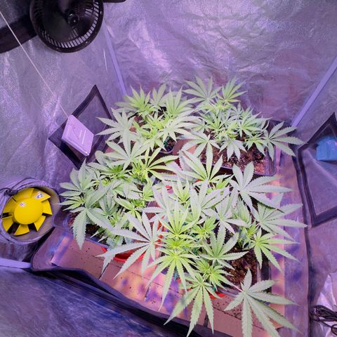 Tropicanna Poison®1 Fast Version growlog timeline photo