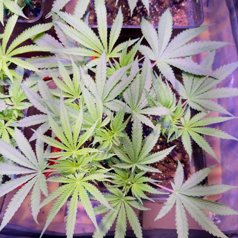 Tropicanna Poison®1 Fast Version growlog timeline photo