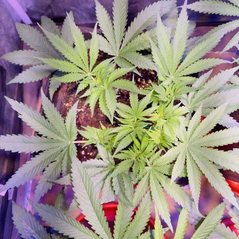 Tropicanna Poison®1 Fast Version growlog timeline photo