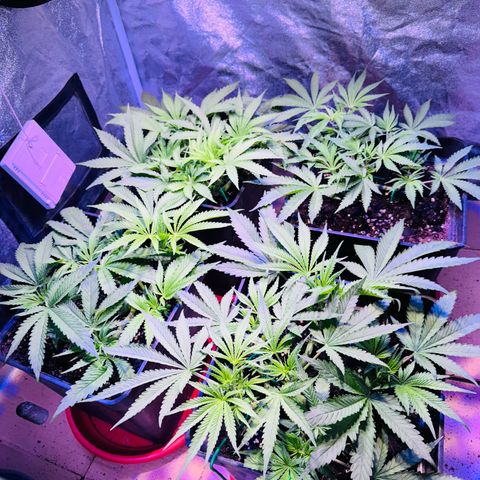 Tropicanna Poison®1 Fast Version growlog timeline photo