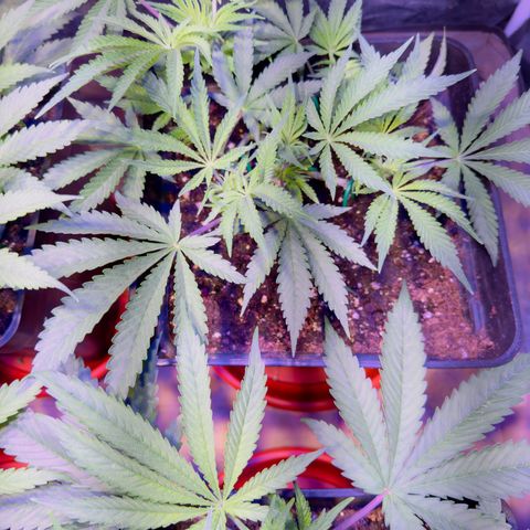 Tropicanna Poison®1 Fast Version growlog timeline photo