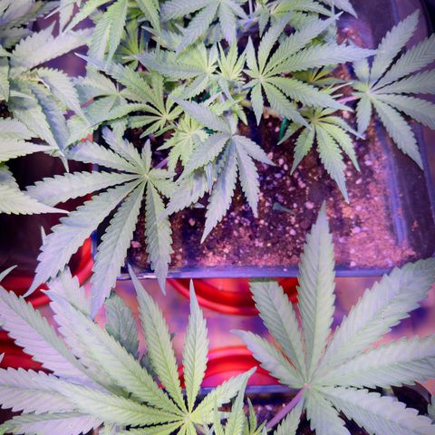 Tropicanna Poison®1 Fast Version growlog timeline photo