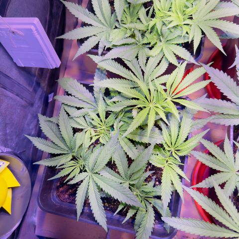 Tropicanna Poison®1 Fast Version growlog timeline photo