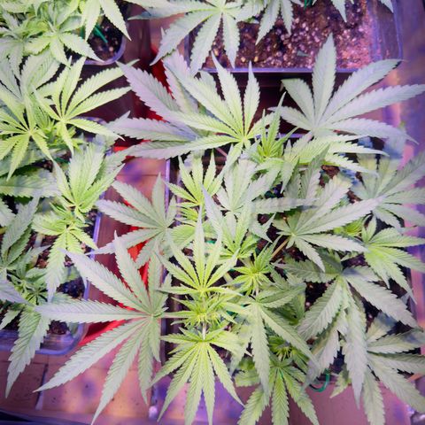 Tropicanna Poison®1 Fast Version growlog timeline photo