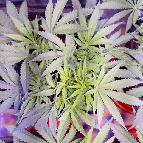 Tropicanna Poison®1 Fast Version growlog timeline photo